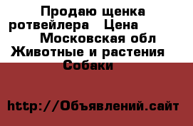 Продаю щенка ротвейлера › Цена ­ 10 000 - Московская обл. Животные и растения » Собаки   